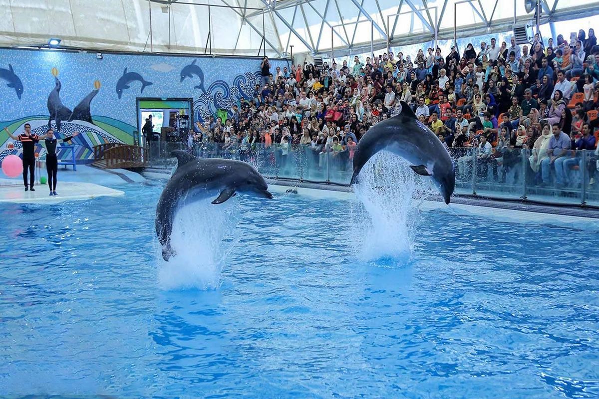 شگفت‌انگیزترین دلفین‌ها در دلفیناریوم کیش