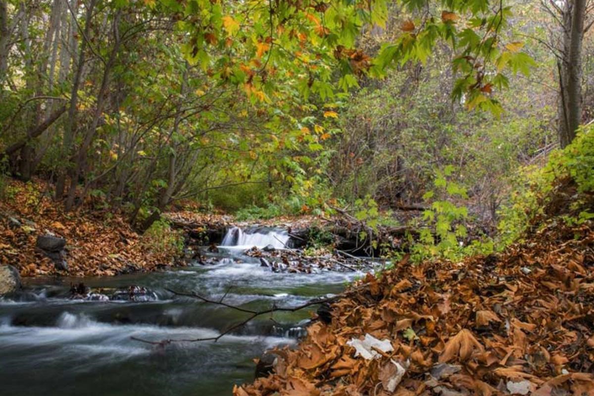 پارک جنگلی بهمن طرقبه