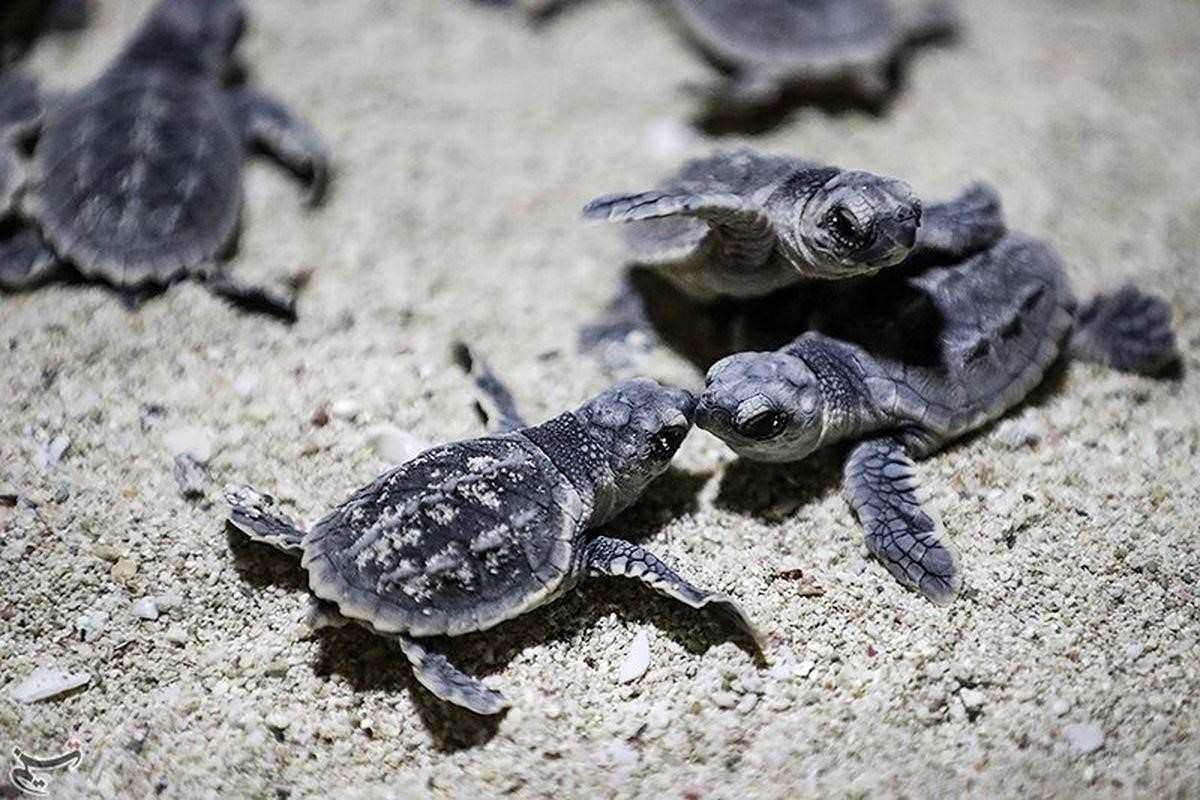لاک پشت های روستای شیب دراز قشم