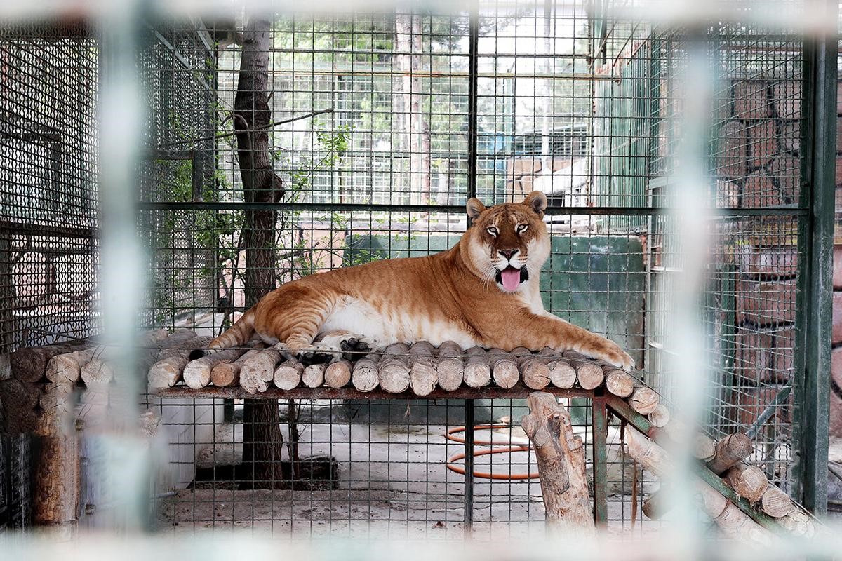 باغ وحش وکیل آباد مشهد